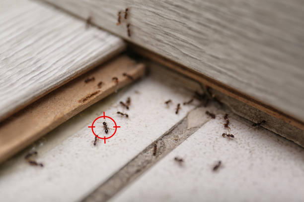 Best Best Pest Control Companies  in Fraser, CO