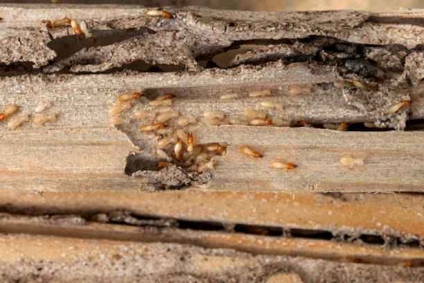 Flea Control Services in Fraser, CO